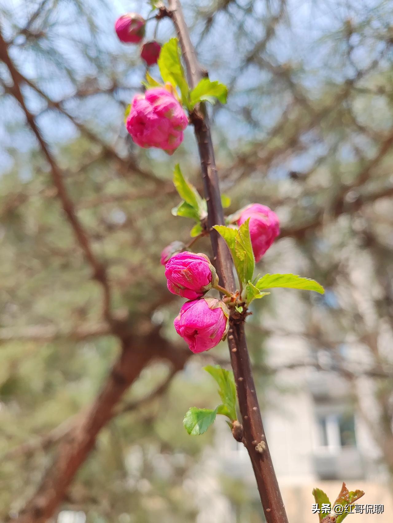 美人梅是1895年法国杂交、1987年才引入中国的现代品种 ，古代还真无专门写它