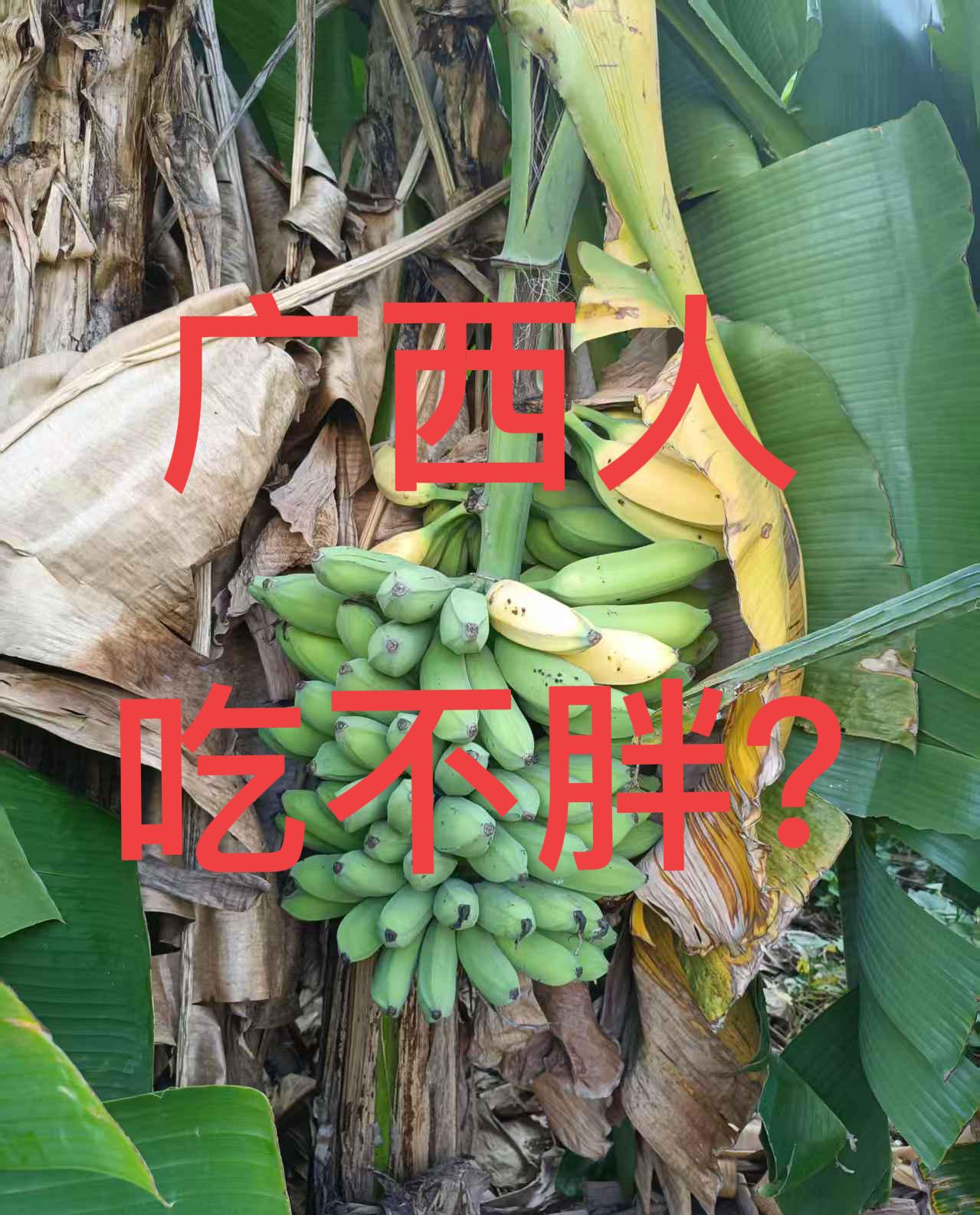米粉、白粥、水果、烧烤，广西人的饮食可以说高糖高油的食物占很大比例，但广西肥胖率