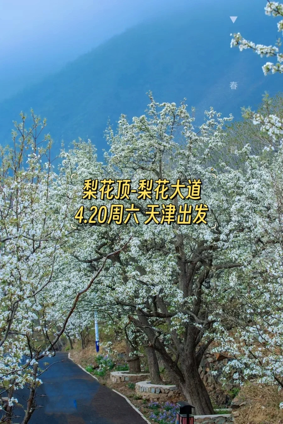 梨花顶，梨花大道千树万树梨花开