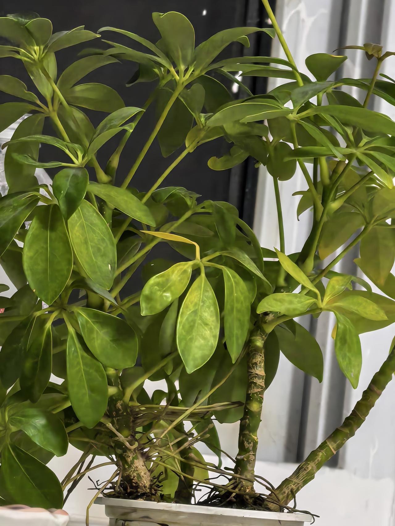 阳台花草近况有点发黄了，疏于管理了