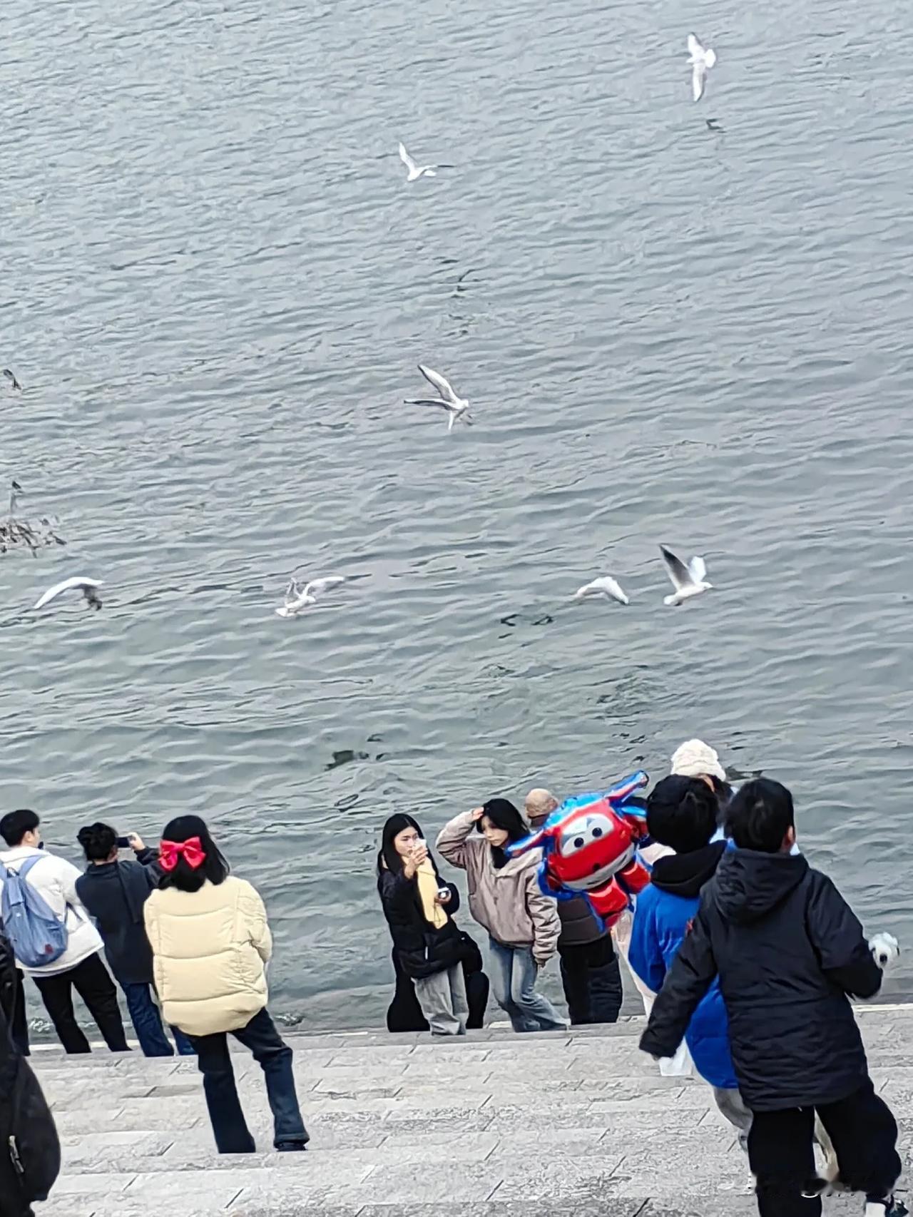 寒冷冬天，平湖万州江边，飞来一群群红嘴鸥，市民们给他们投去食物，红嘴鸥抢食的欢叫