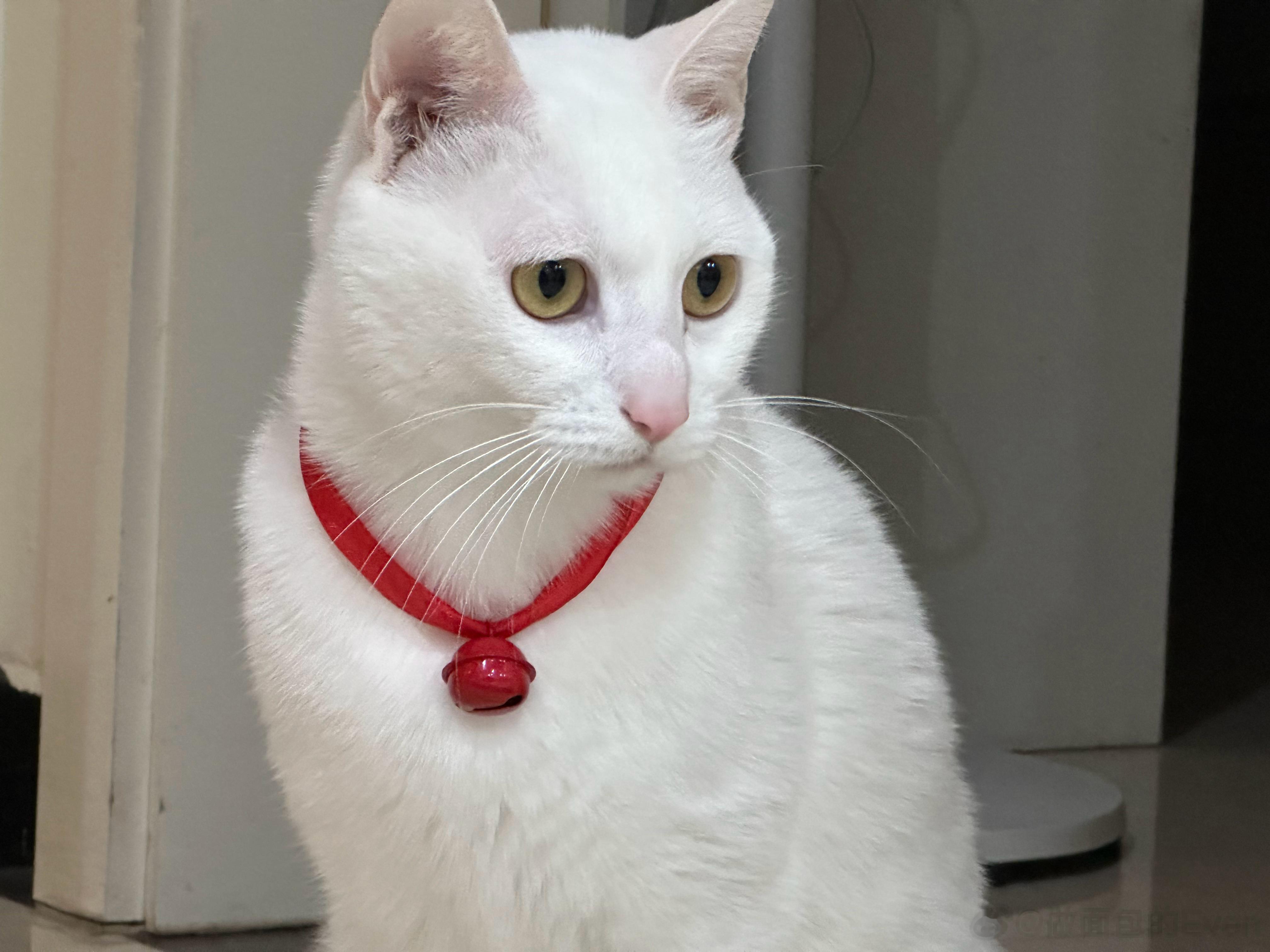 圣诞装扮[偷笑] ​​​