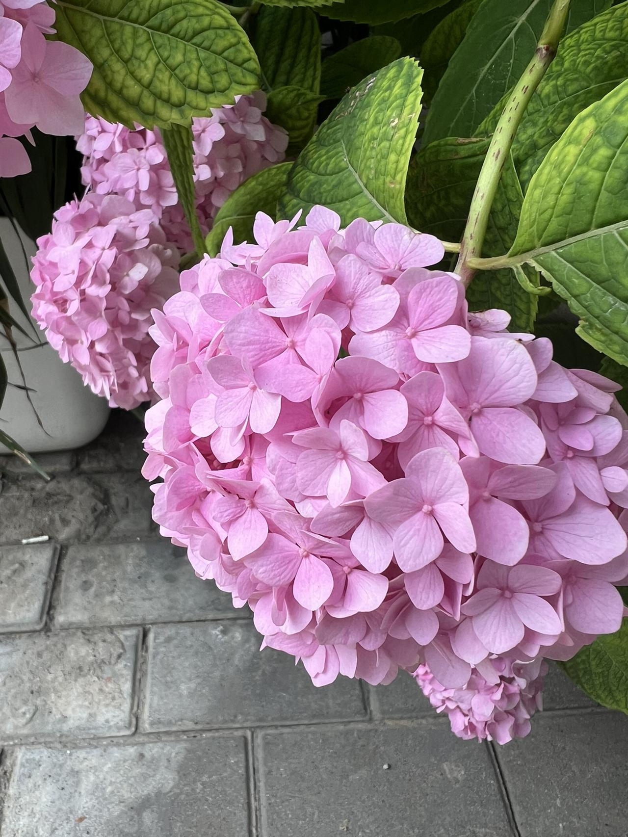 我的今日状态：😁轻松愉快
我这里的天气：☀️晴天今天散步看到绽放的绣球，很是开