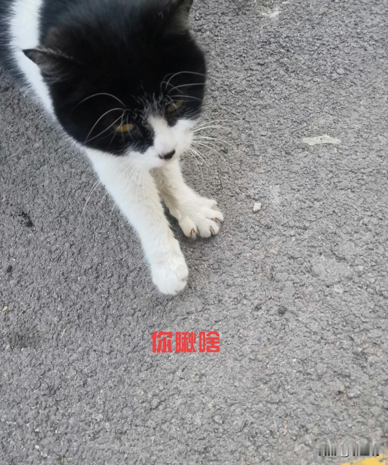 村里五保户陈大爷，无妻无子，无牵无挂，本以为晚年能清净度过。
久不往来的远房晚辈