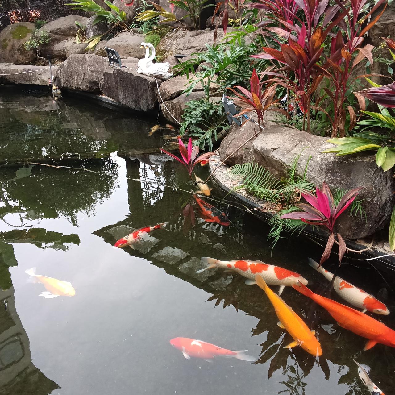 有的人天生就在罗马，例如广西人民。这里没有冬季到目前为止最冷的一天是零上5度到1