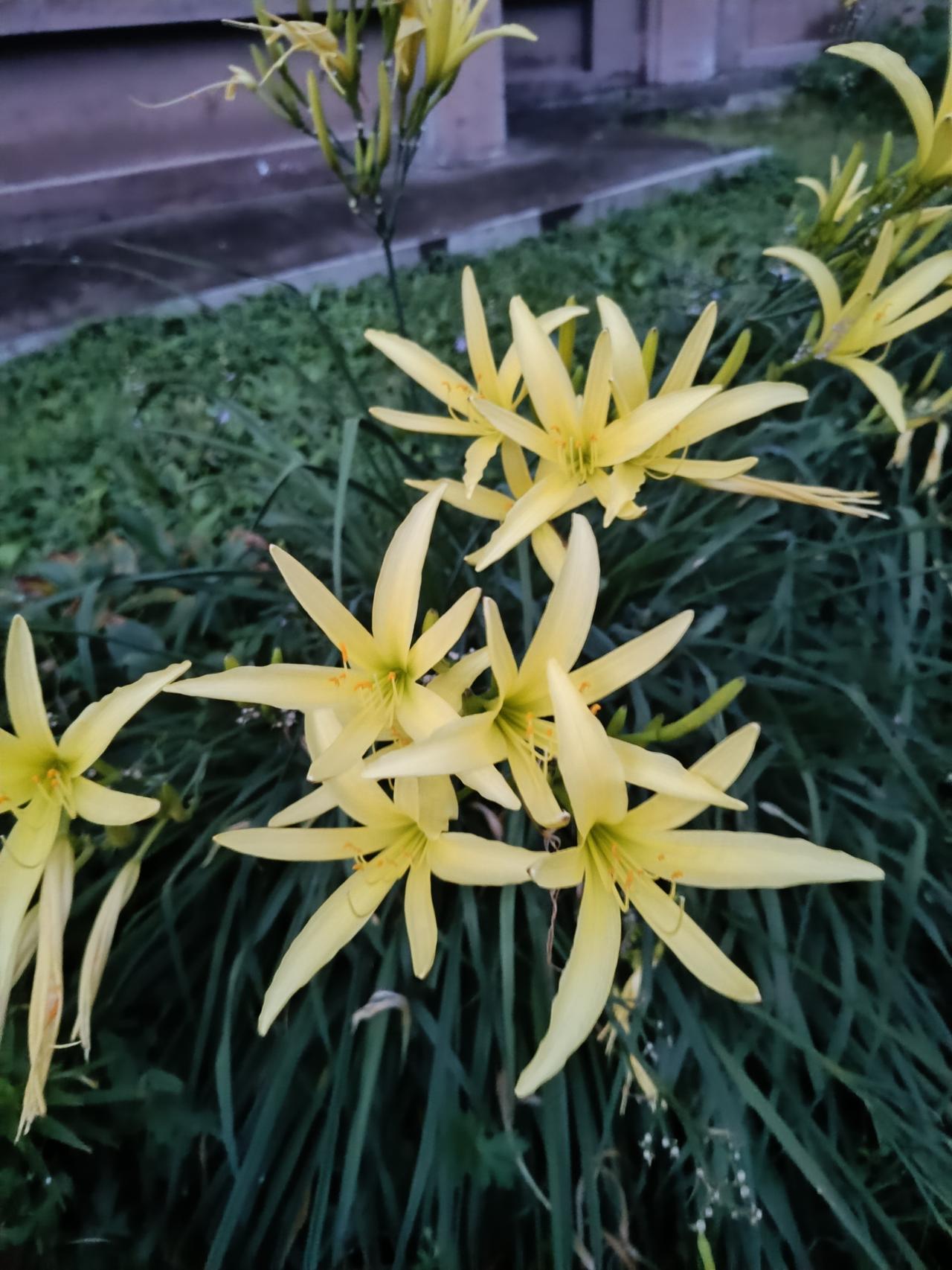 ⚠️科普提醒：新鲜花朵含秋水仙碱，不可直接食用，只有花苞经蒸晒处理后才能做成干菜
