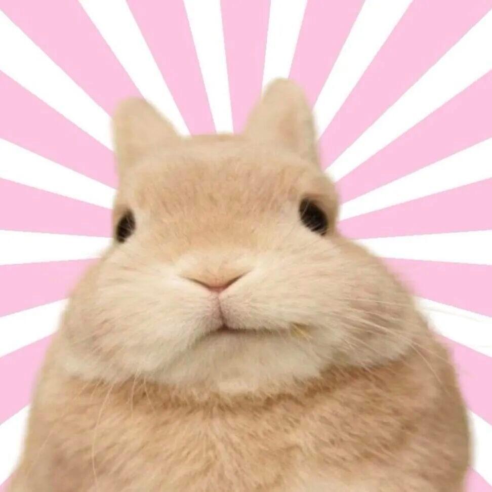 ⁺₊♡₊⁺𝗦𝗼 𝗰𝘂𝘁𝗲 兔兔₍ᐢ=•ㅅ< ₎∘ 