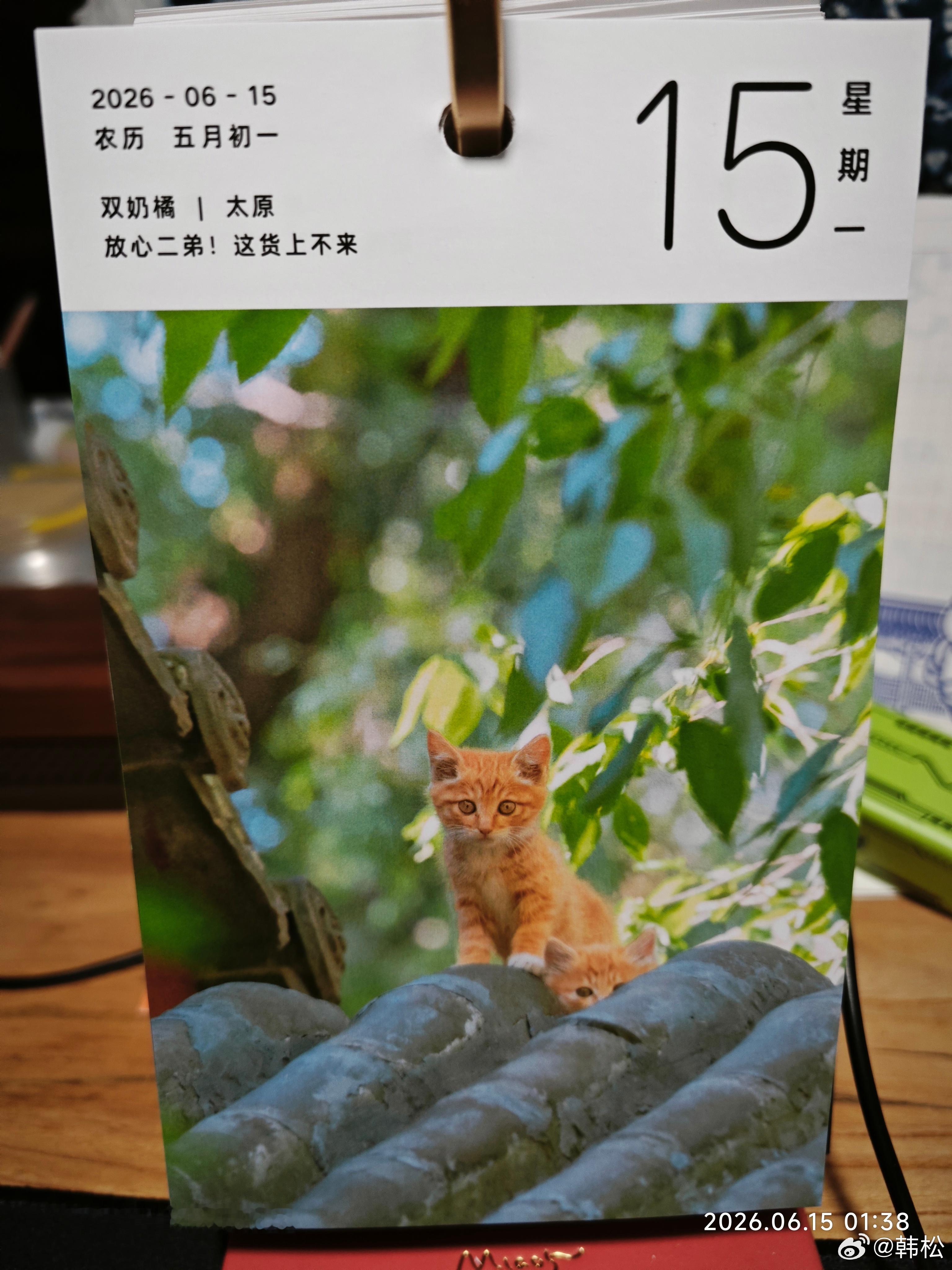 上半年还剩十五天了，遇到橘猫会好起来吧。 