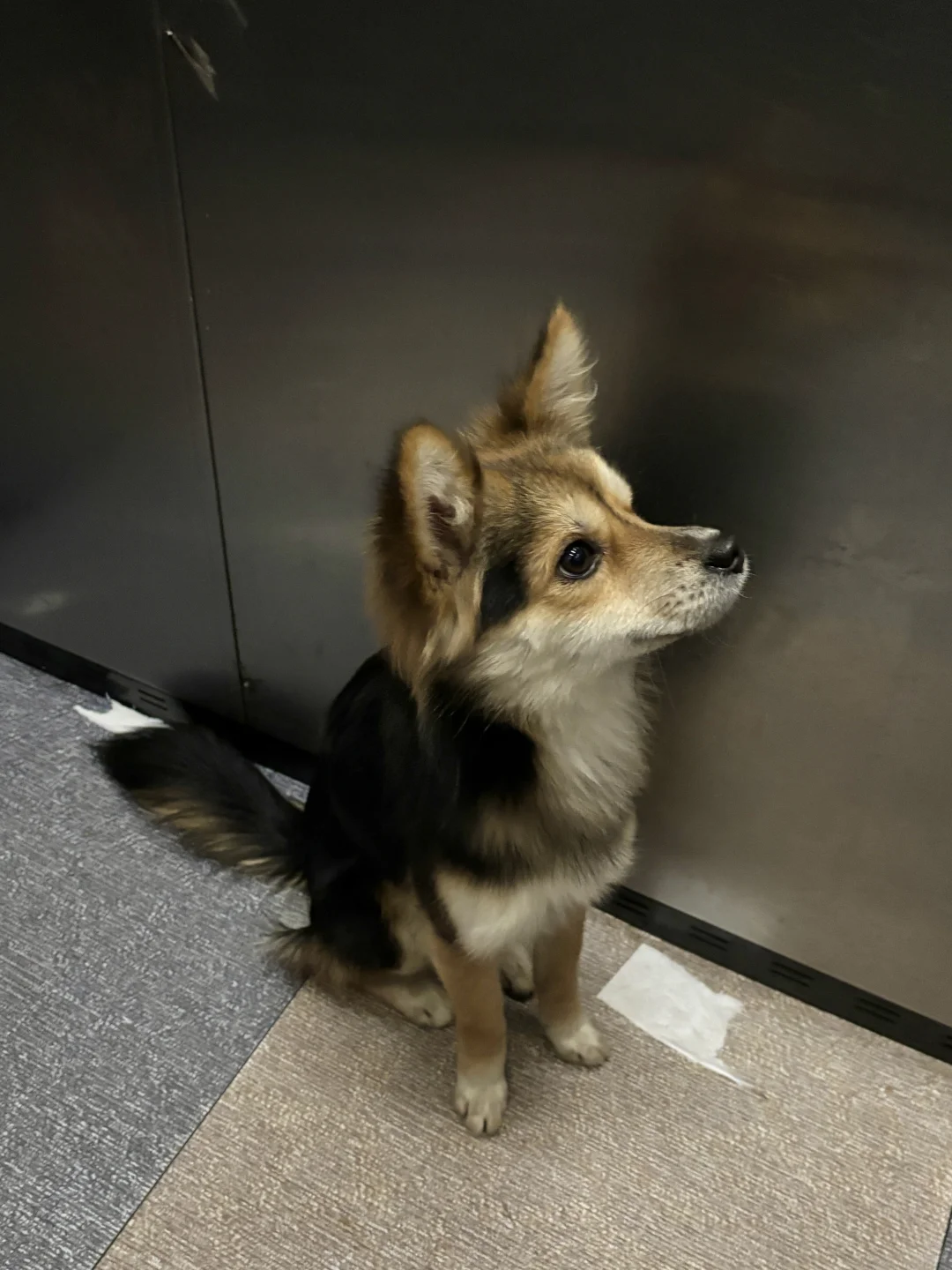 只有九斤半可以被单手拎起的狐狸小狗