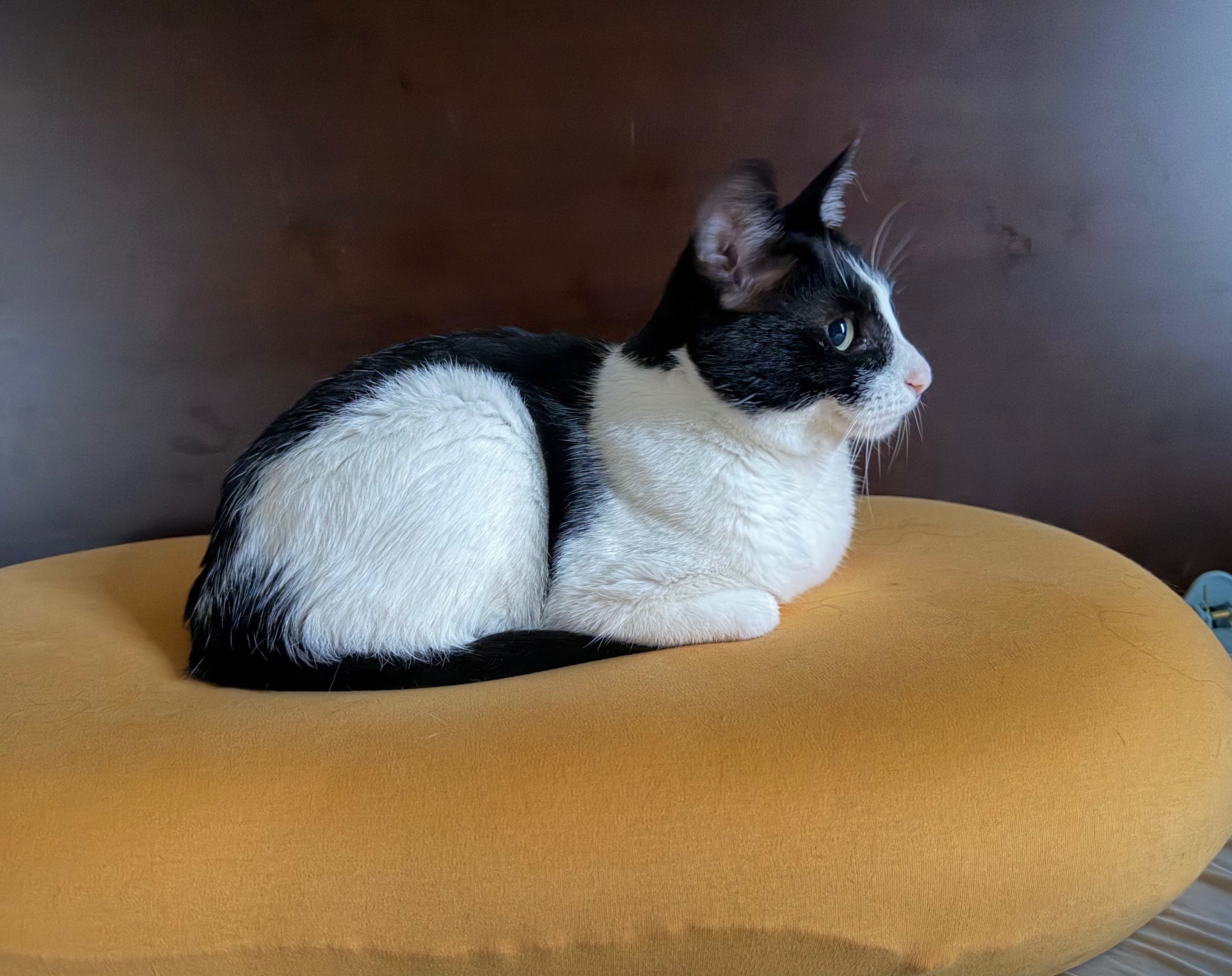 “一念神魔”daily奶牛猫 （投稿：） 