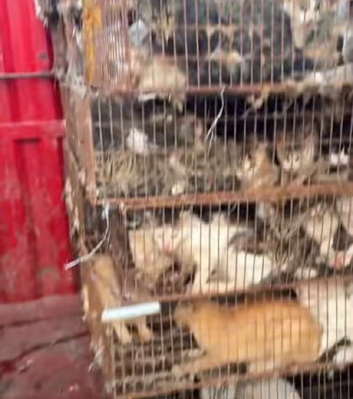 #山东2男盗运猫被采取刑事强制措施#【律师分析男子盗窃转运猫只：#盗运猫咪价值达
