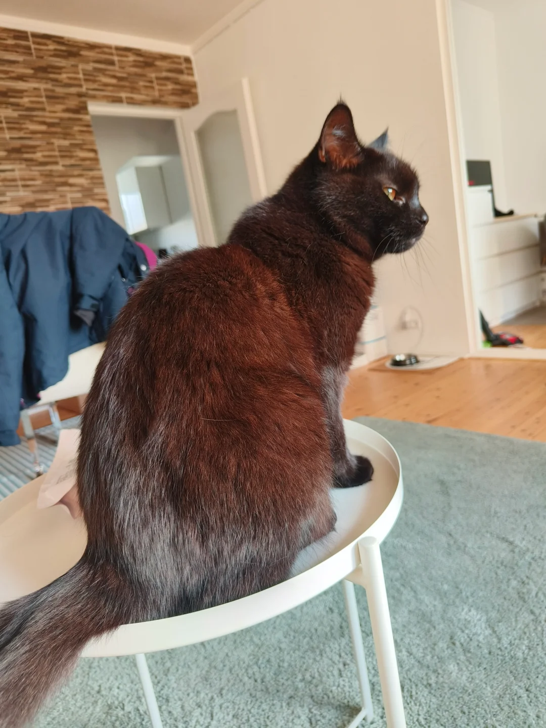 红猫
