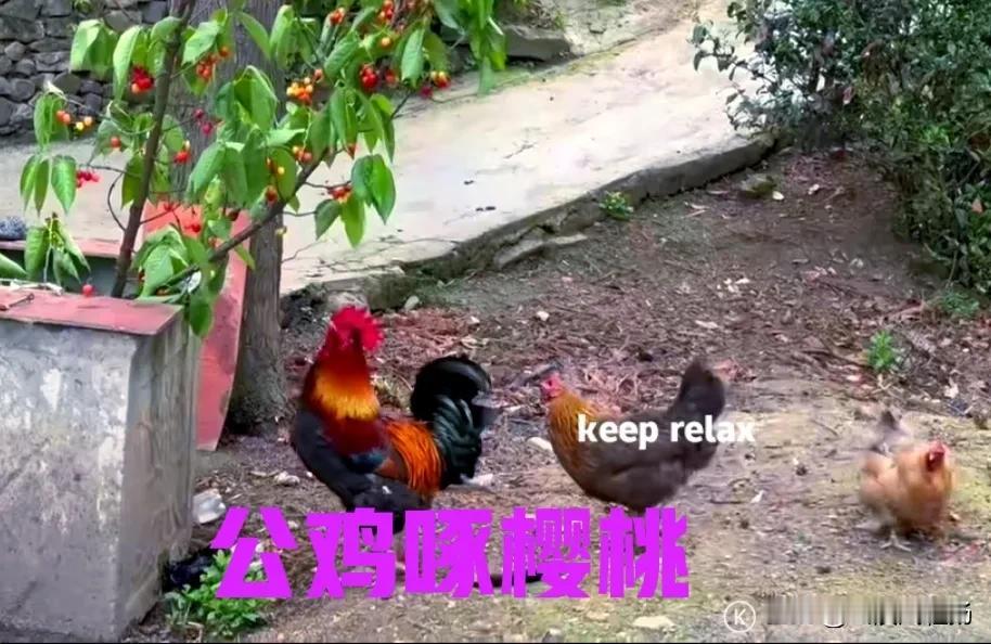 院子里的樱桃红了，家里的大公鸡带着两只母鸡，来到樱桃树下。看着树上一颗颗红通通的