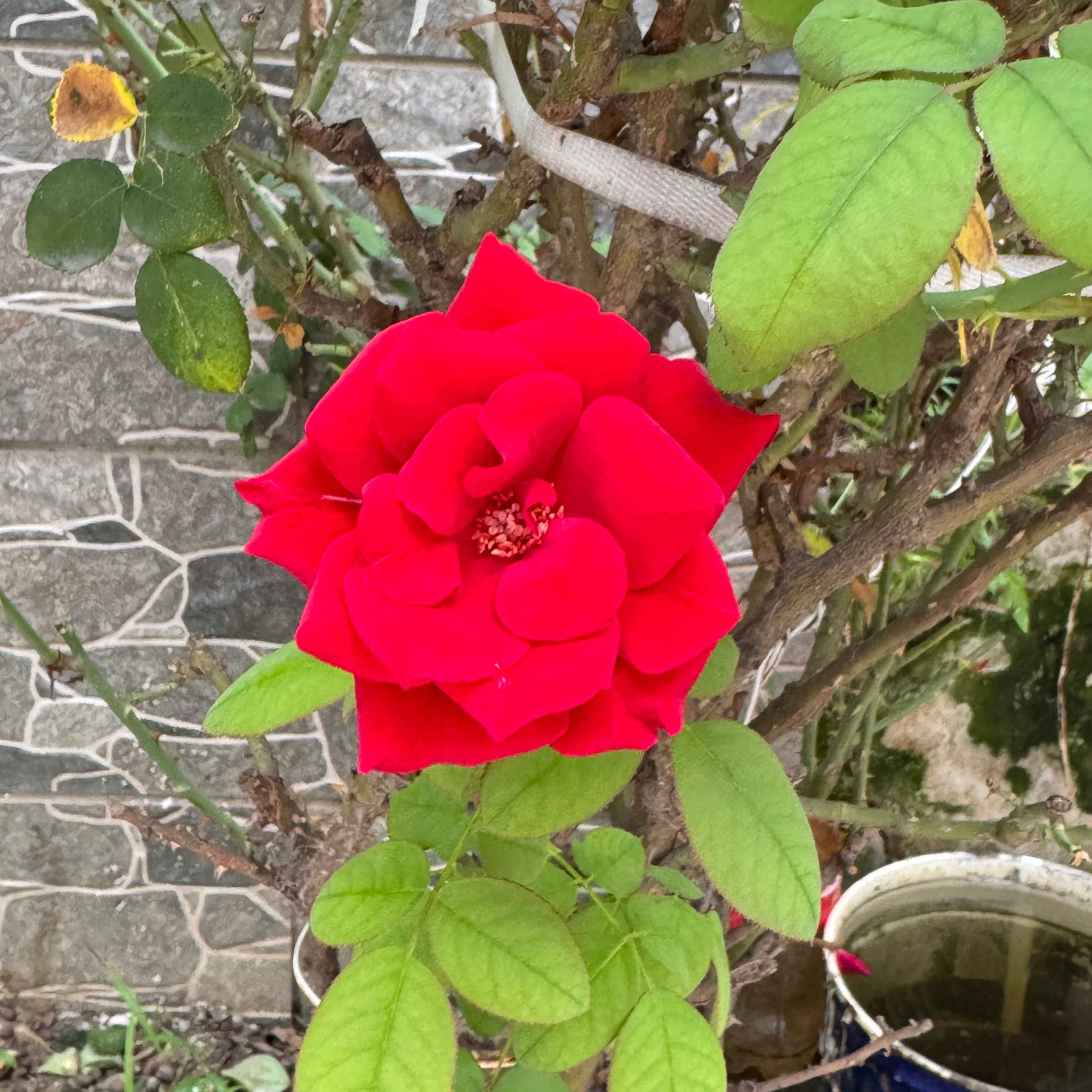 炽热的红，不掩锋芒，热烈绽放，满目欢喜，很有蓬勃的生命力。晚安啦💤睡个好觉٩(
