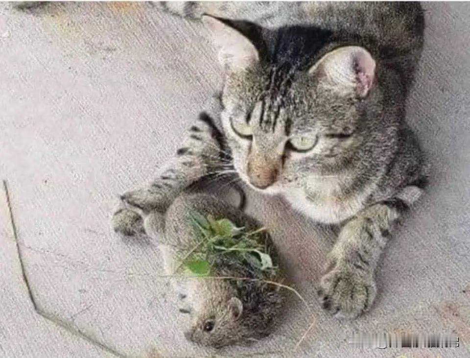 早饭要营养，🍀🐭荤素搭配才最健康！