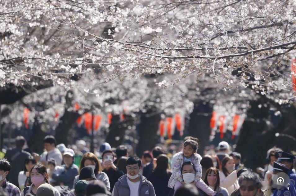 据日媒报道，根据携程网的预测，清明小长假的出境游，日本已成为中国游客的首选目的地