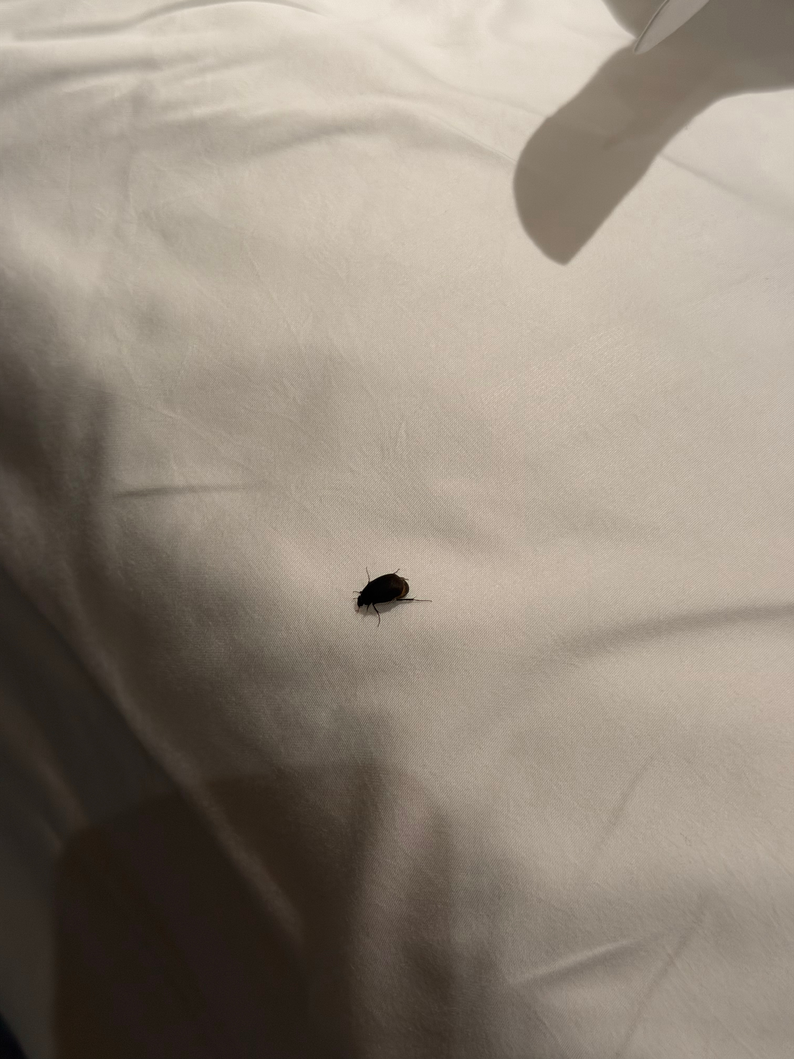 什么玩楞？？？在我脑瓜子上嗡嗡飞，抄起家伙就是重重的一锤子