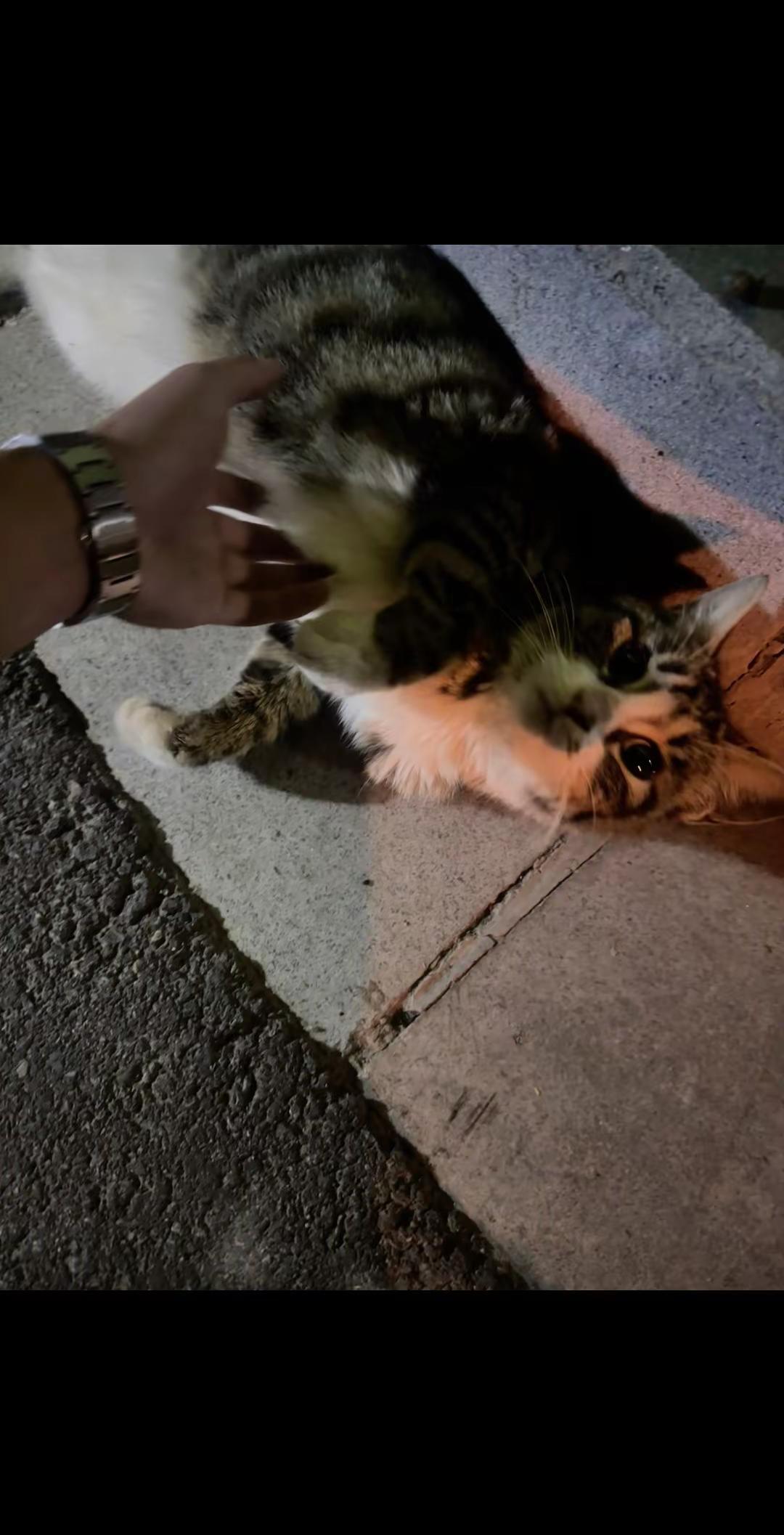 小猫咪～世界破破烂烂小猫缝缝补补 野猫