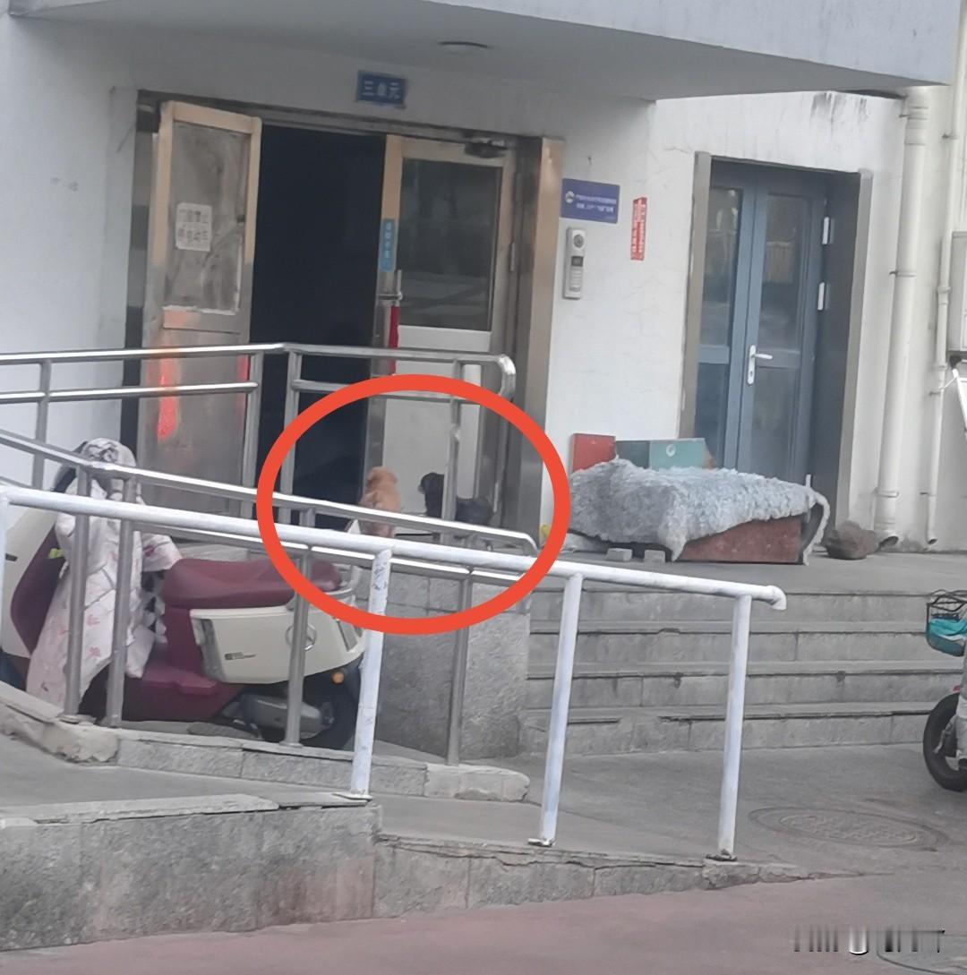 终于看出来了， 2026年最新出台的养狗管理条例对于不良养狗者一点儿震慑作用都没