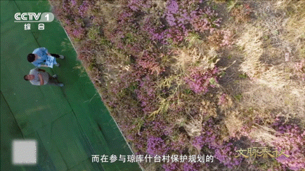 新疆的木屋戴着花草帽在新疆遇到了会开花的屋顶琼库什台村的木屋屋顶开满鲜花，背后却