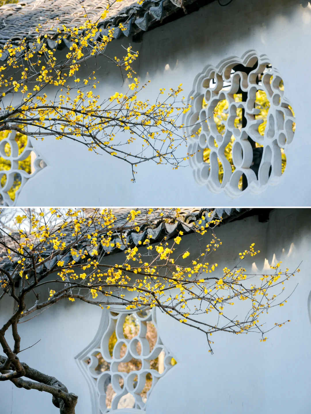 苏州沧浪亭｜寒香染古意🌼沧浪寻梅影🌼