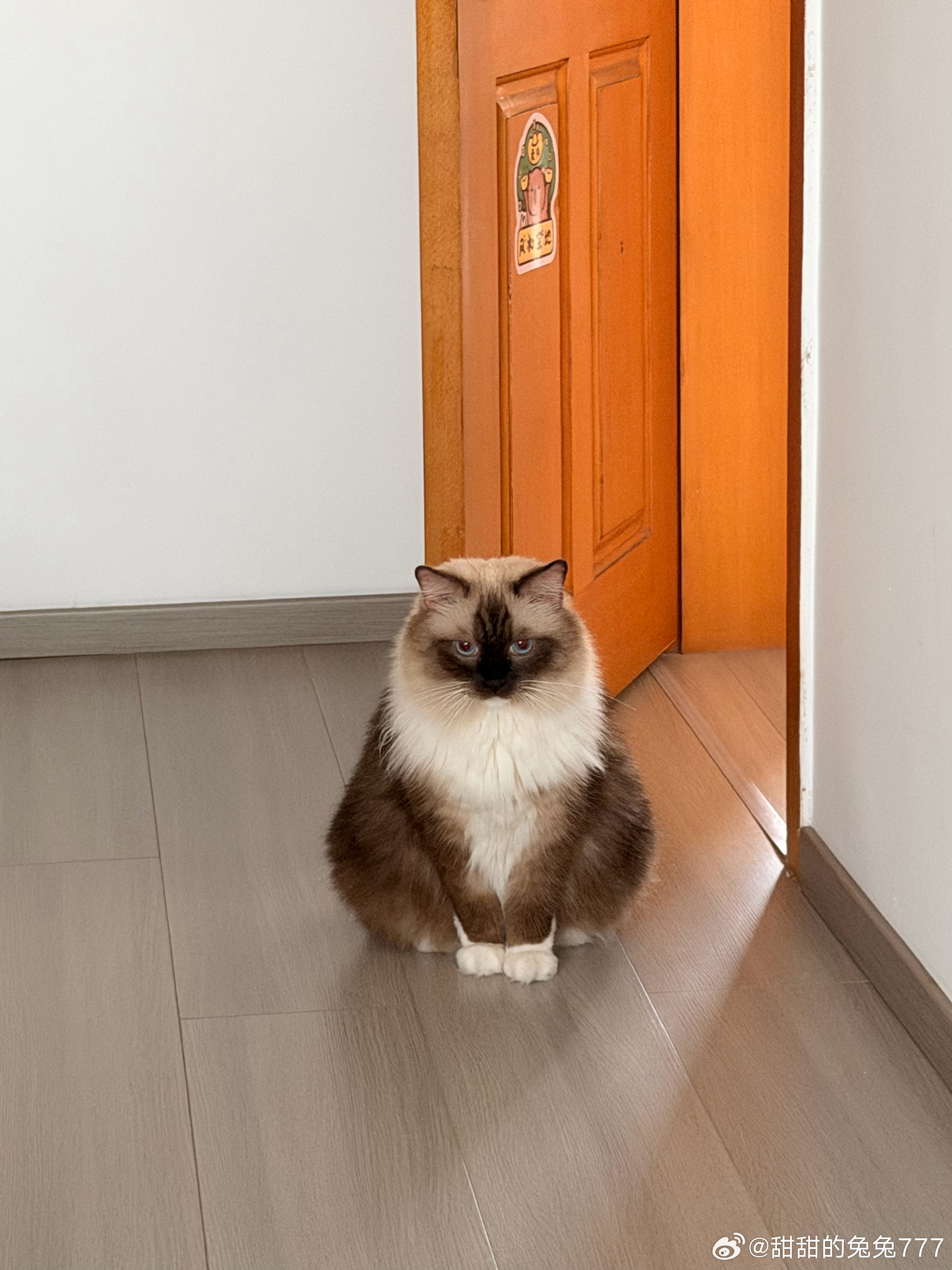 他在干嘛呢？妮在干嘛猫猫咪  ​​​