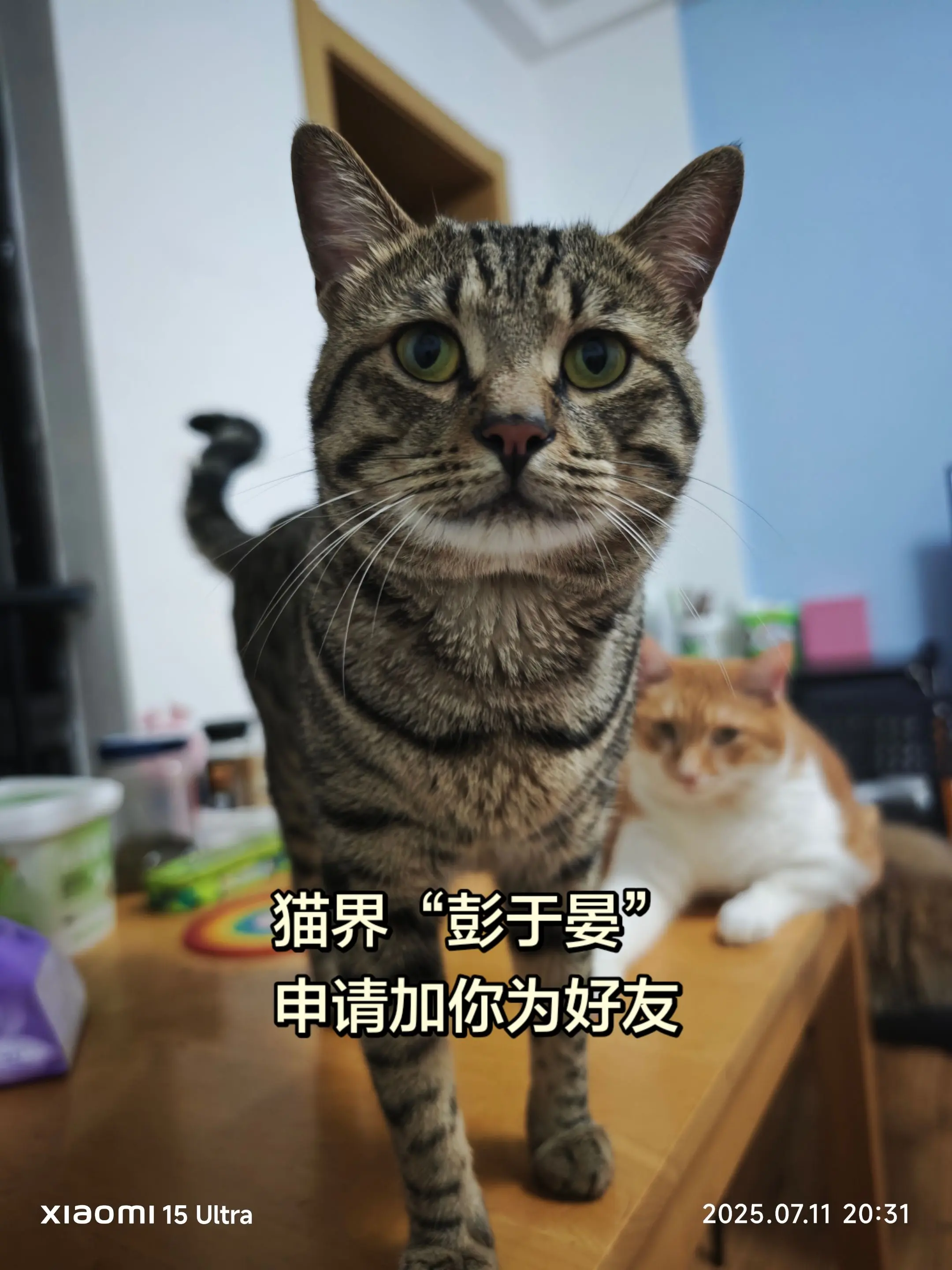 猫宠出道计划 评论区看看你们的猫 狸花猫