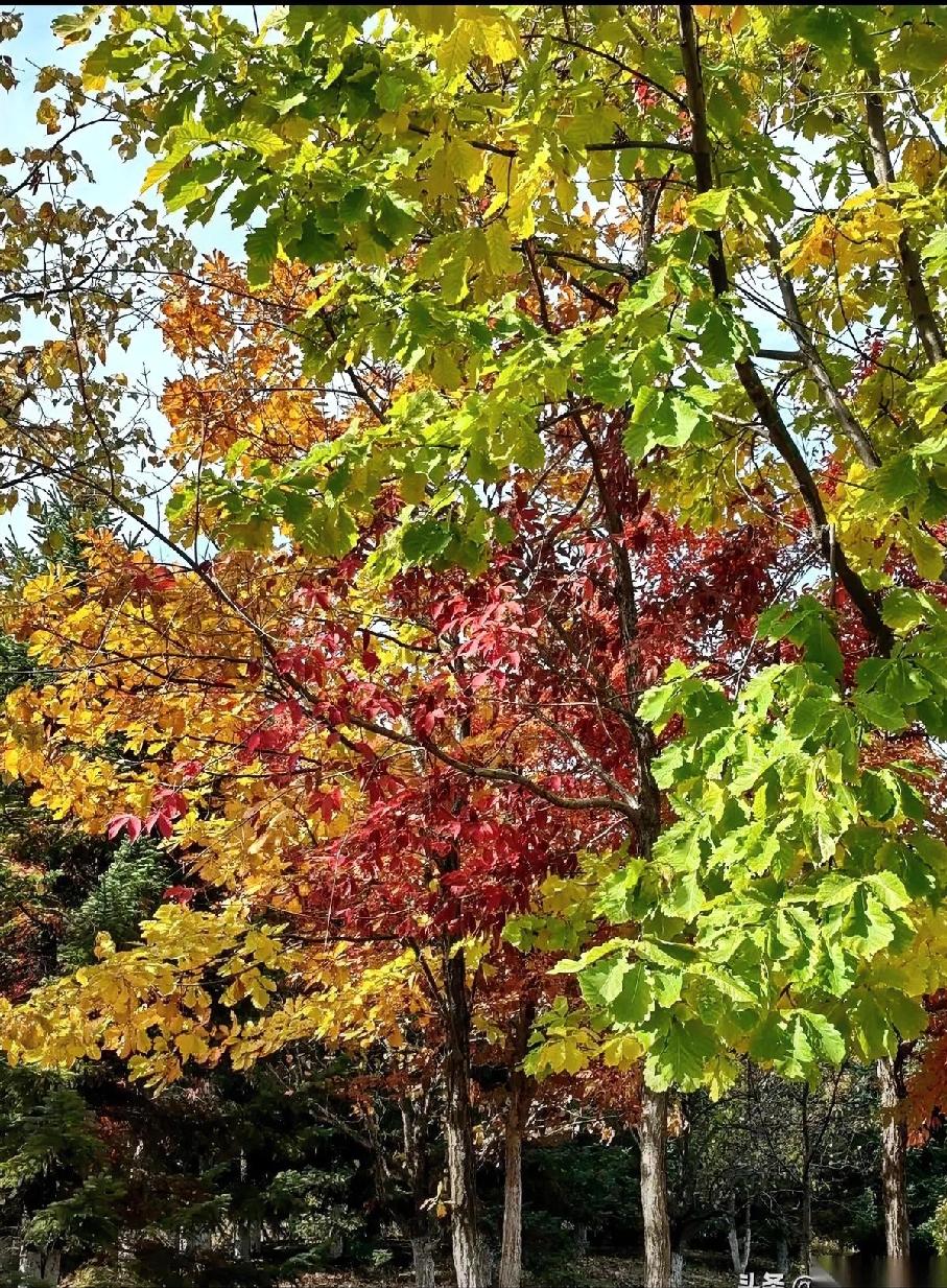 真的没人能拒绝沈腾吧！每次刷到他的片段，不管当时多丧，立马笑到打鸣。
 
他就属