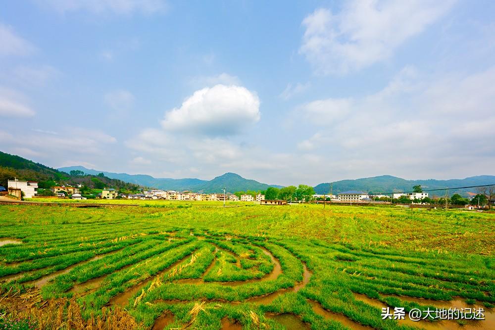 春天的江西龙南，田野上处处是盛开的油菜花。古老的客家围屋大多空置，却仍可看到有那