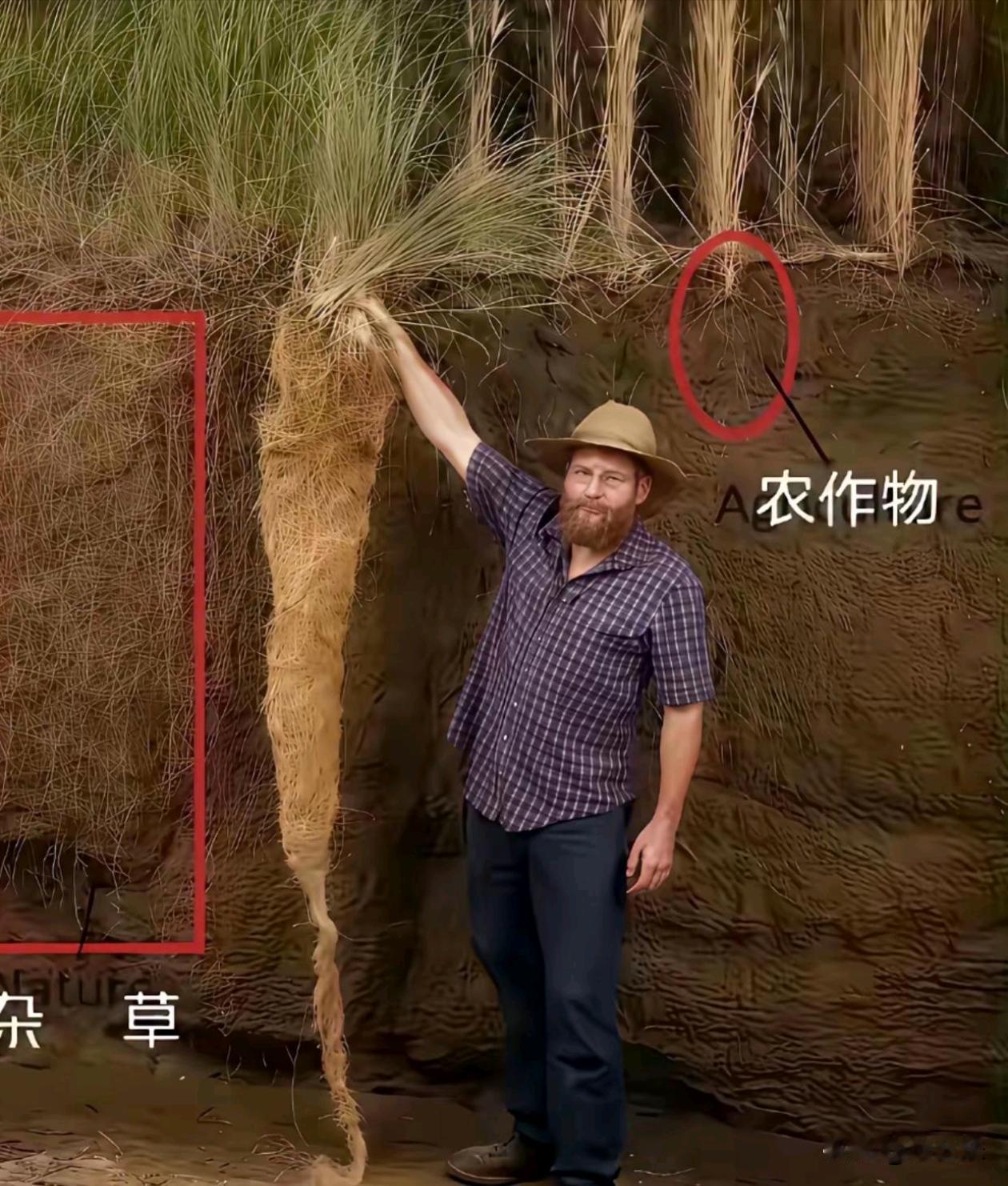 这就是为啥杂草的生命力那么顽强