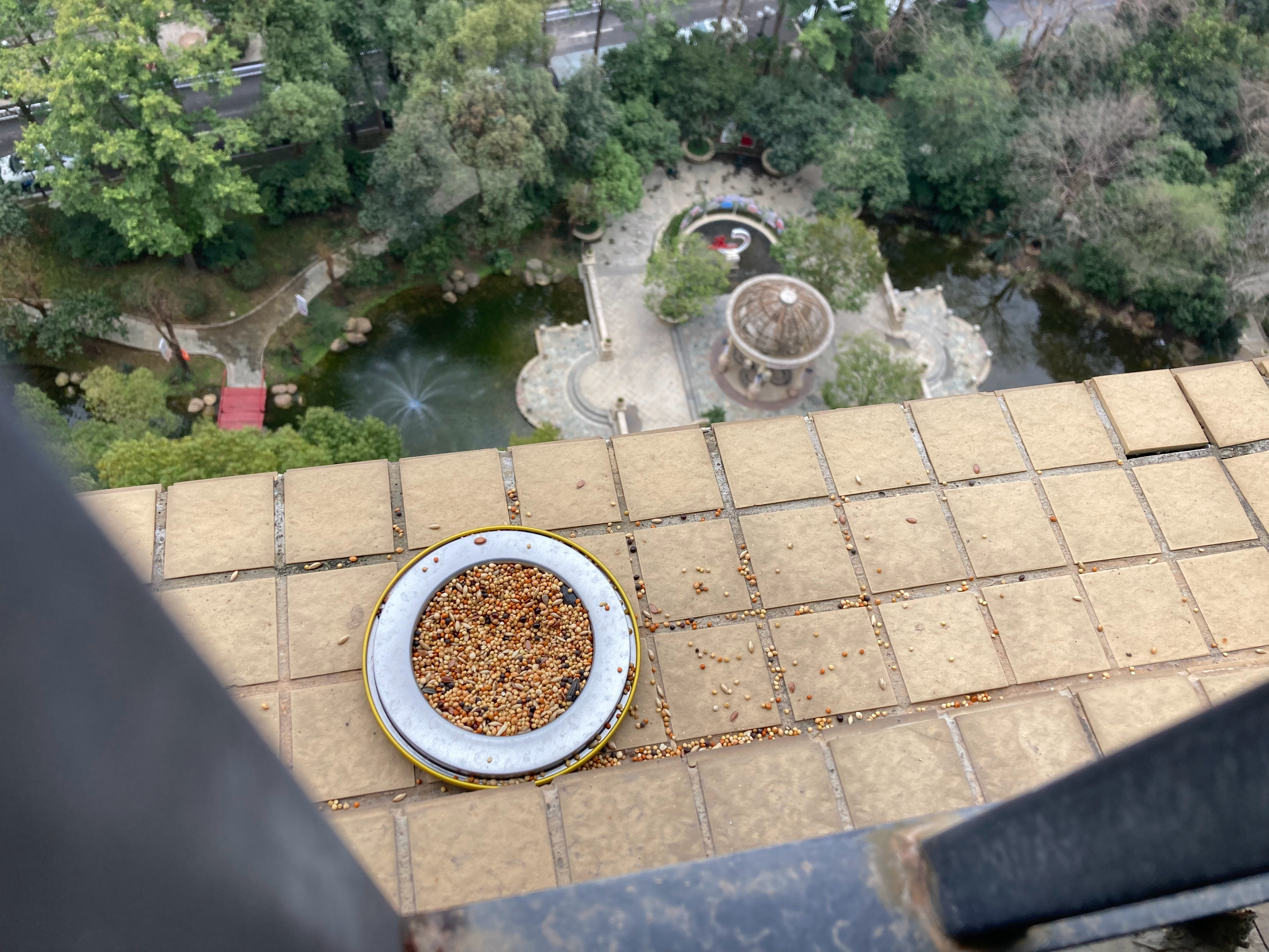 首页的鸟学家们帮我辨一辨，这是鸟进食后留下的狼藉吗，因为半夜有不期而至的骤雨，似