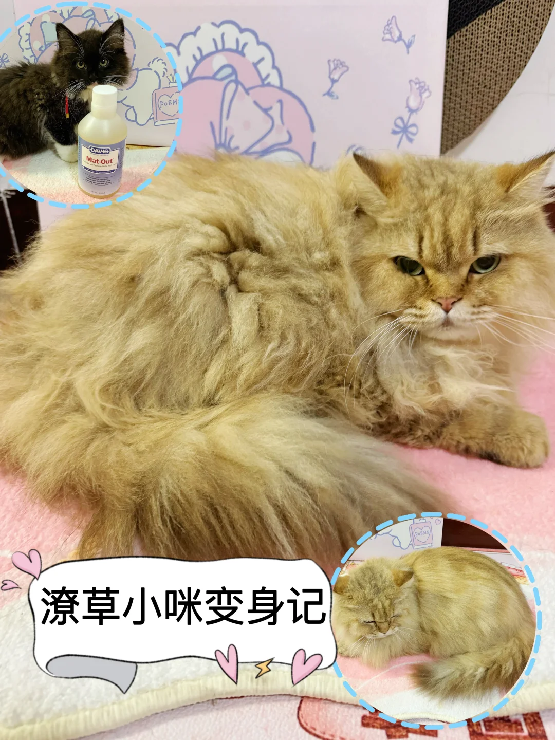 “鳌拜”小猫变身“顺毛驴”的秘诀