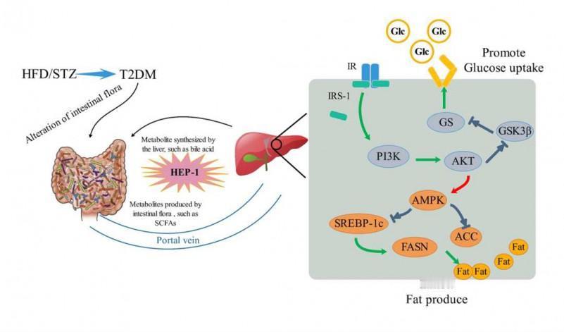 桑叶提取物和红曲米活性成分能改善血糖和血脂。近期在《Cardiovascular