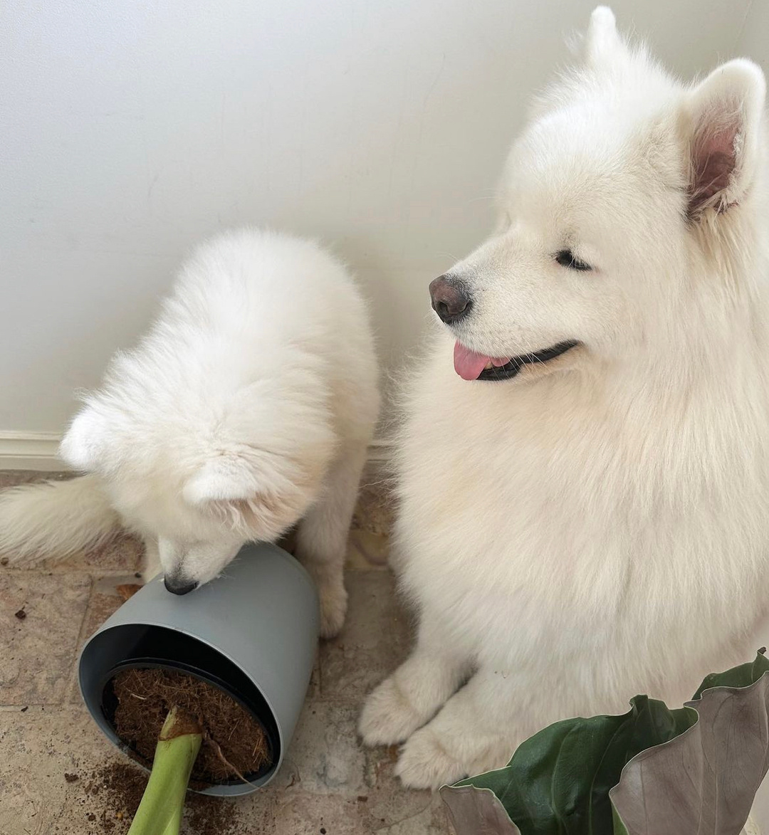 妈妈！他干的嘿嘿 