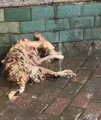 太可怜了，这天一位小姐姐去上班，结果在路边看到了无比凄惨的一幕，一只惨不忍睹的流