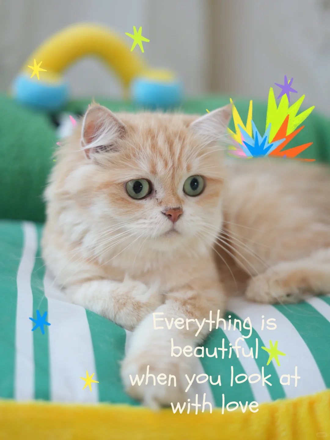 治愈系小猫咪小猫 想记录下此刻 这个模板有点东西