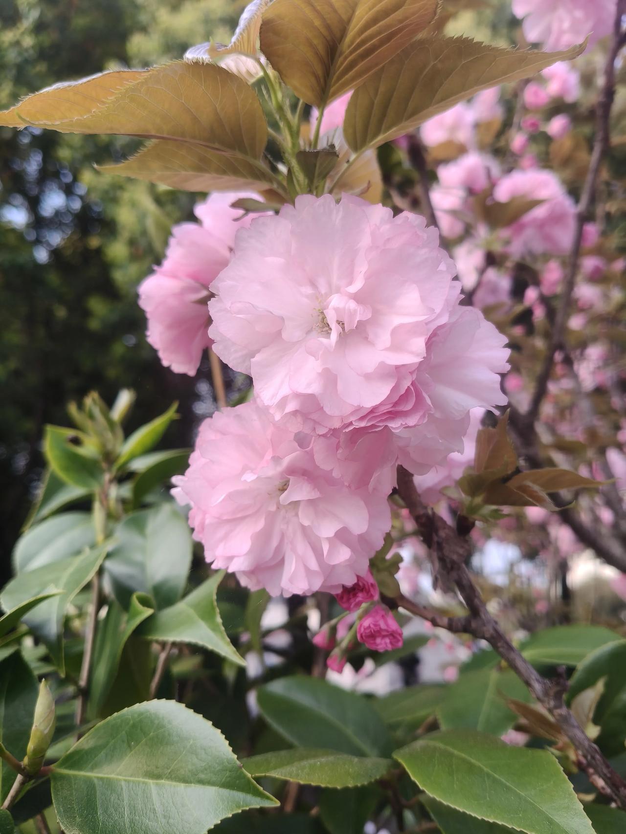 分享一下今天让我开心的一件小事：
中午出门随手买了杯喜欢的杨枝甘露，温度刚好，