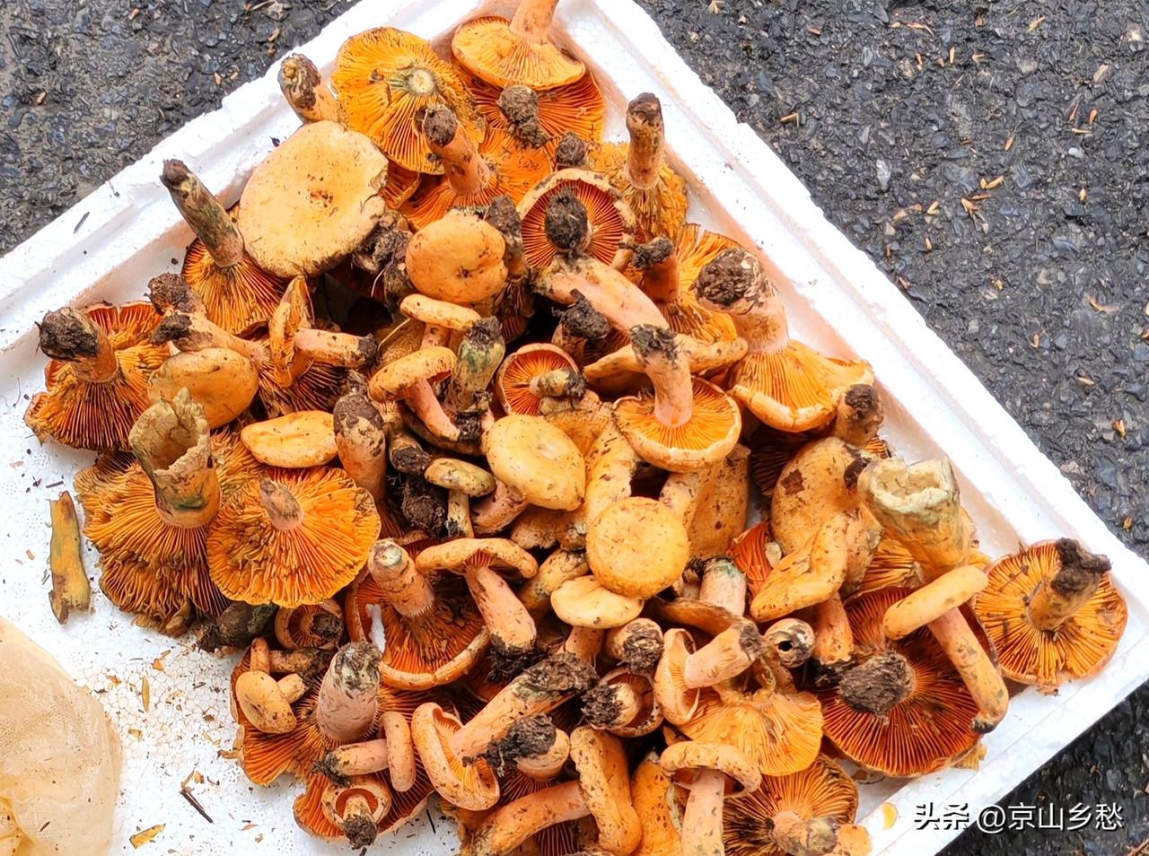 京山街头的松树菌子，小的60元/斤，大的40/斤，你们说贵不贵呢？