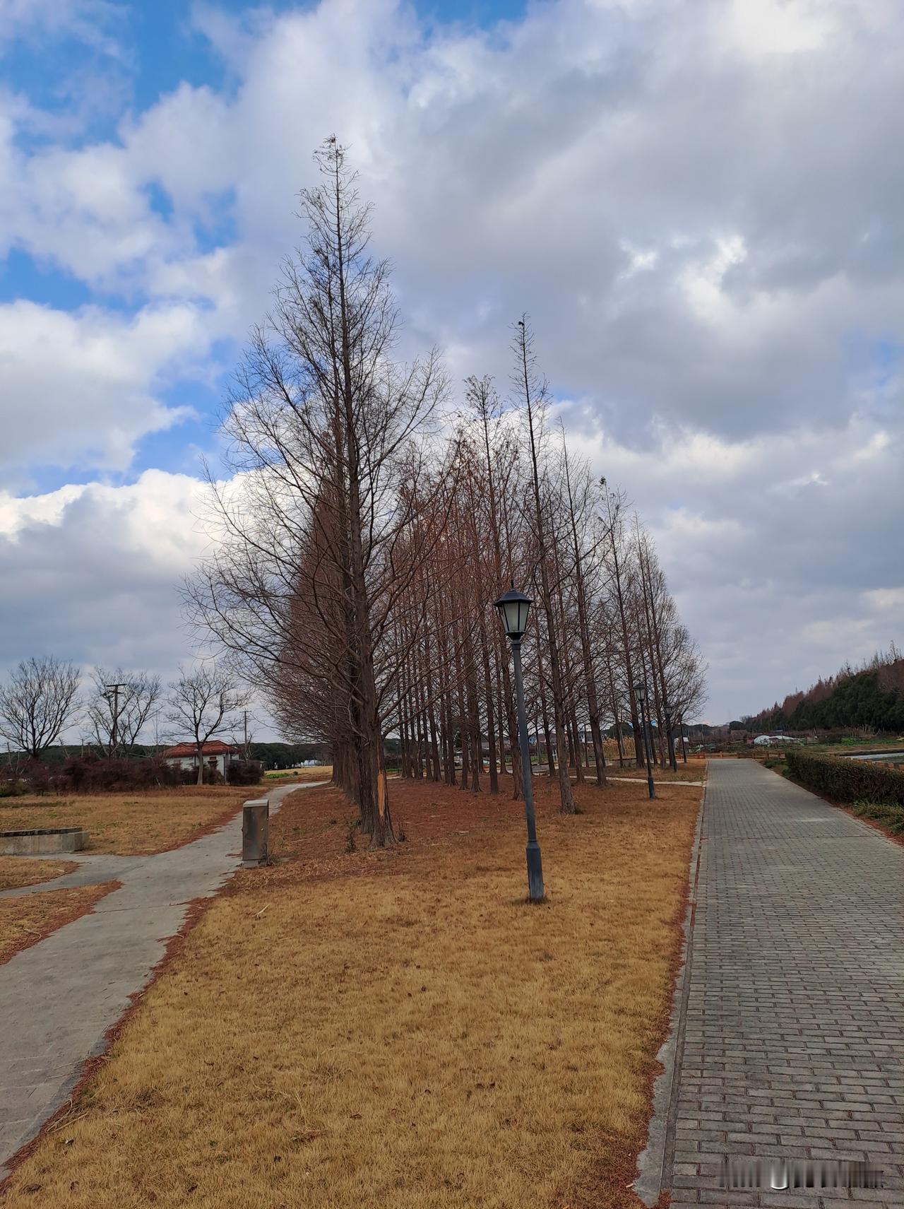 小河旁的水杉林。