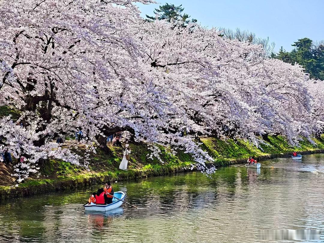 水岸春风动碧波，满枝樱雪映晴和。轻舟一叶花间过，人随花影入婆娑。—— 题弘前樱花