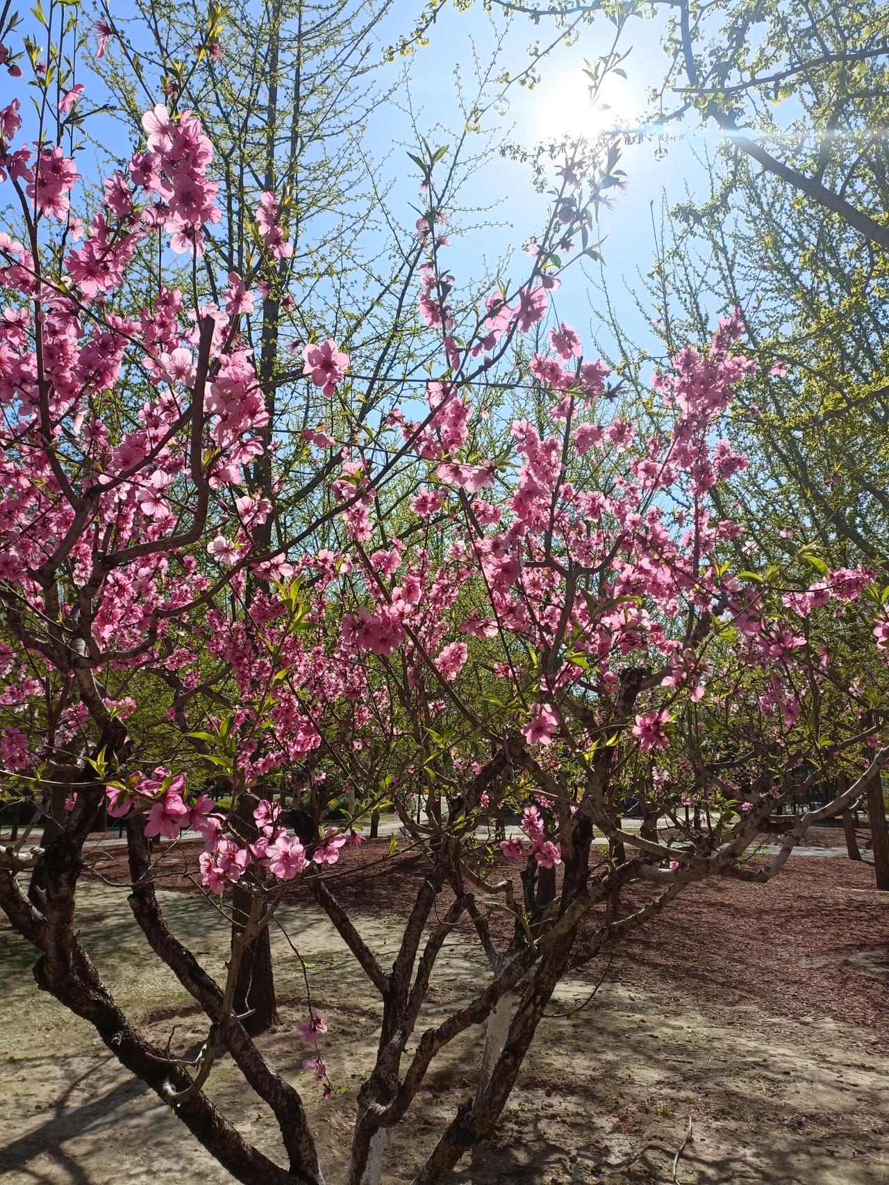 晒图笔记大赛很多好看的花在迎飘动，是踏春的大好季节
