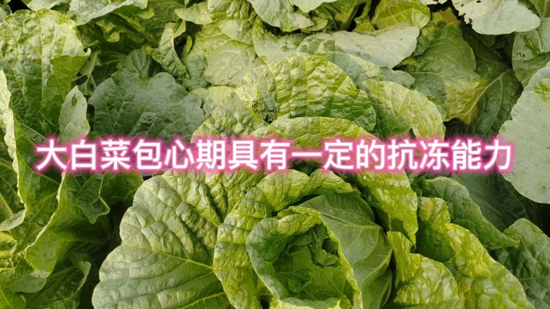 #白菜怕冻吗#大白菜有一定的抗冻能力，但也不能长时间处于严寒环境中。山东地区一般