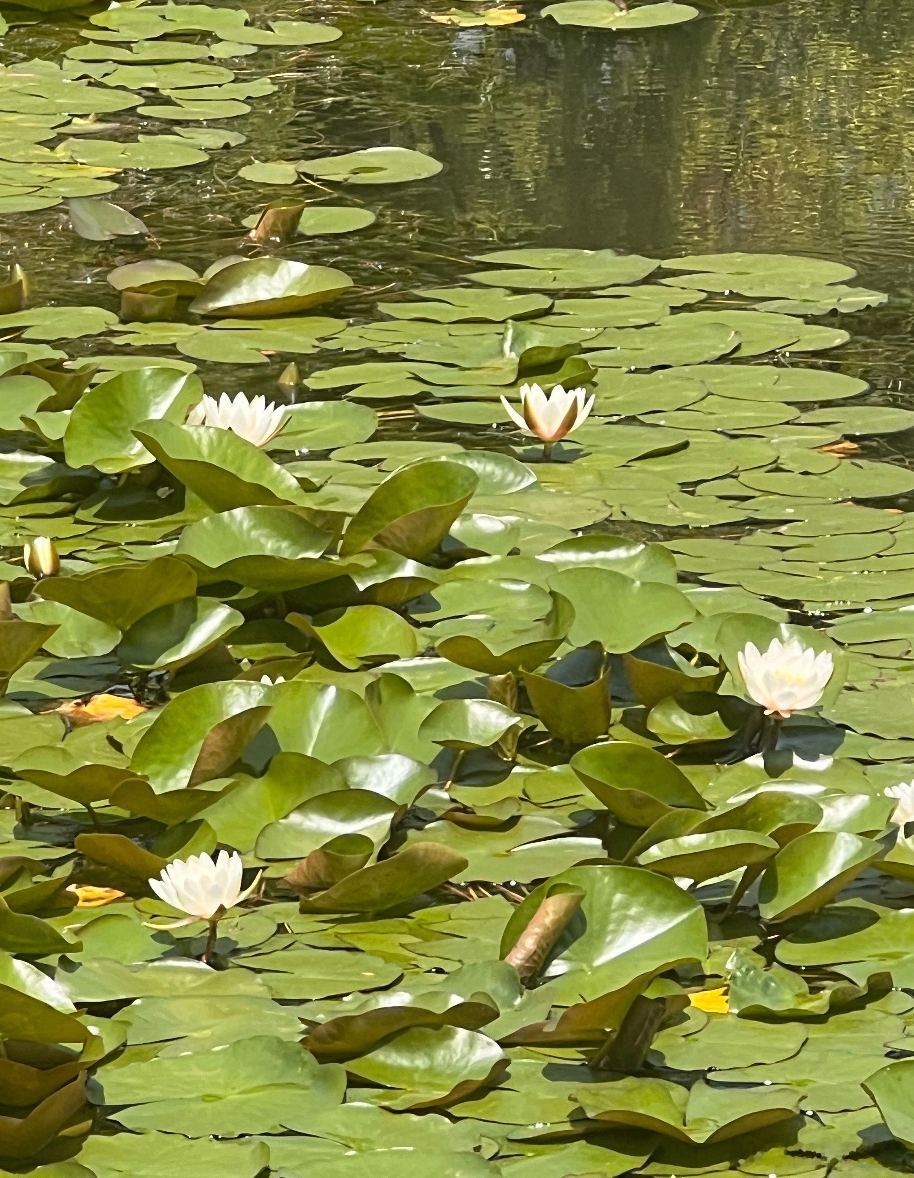 养花 睡莲开花了。 