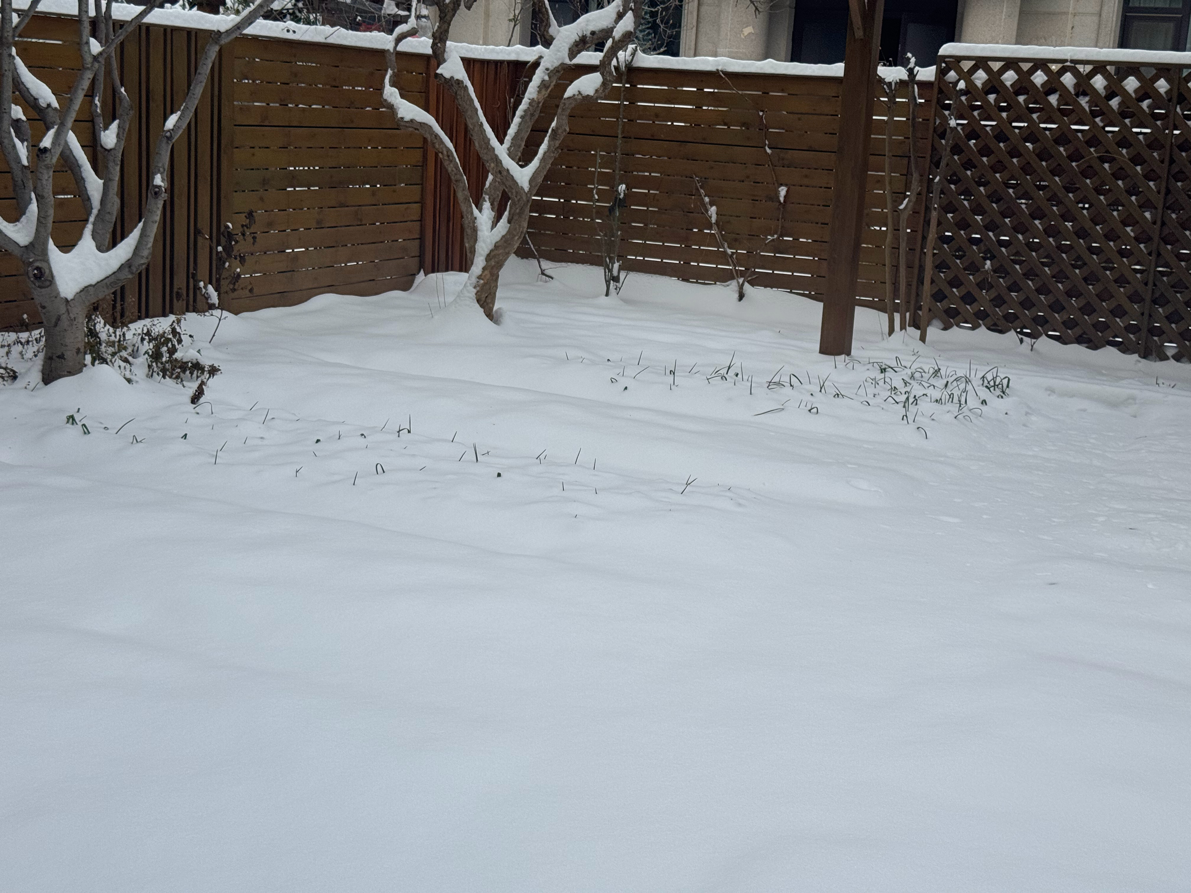 好厚的一层雪🌨️ 