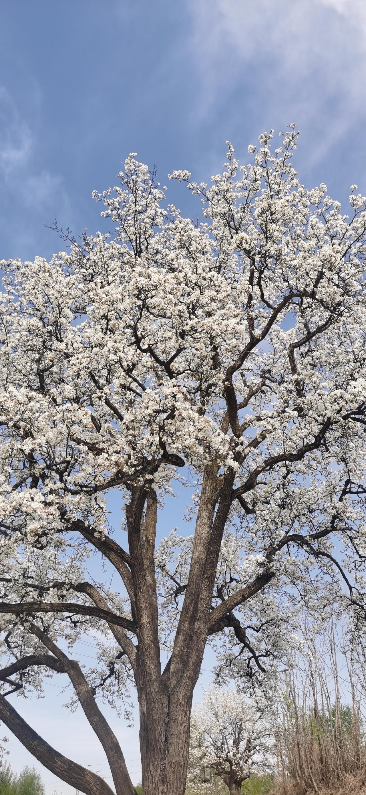 大清早办了个糊涂事“哑巴吃黄连有苦难言”，按青海话说“球多俩”。以前买高铁票都是