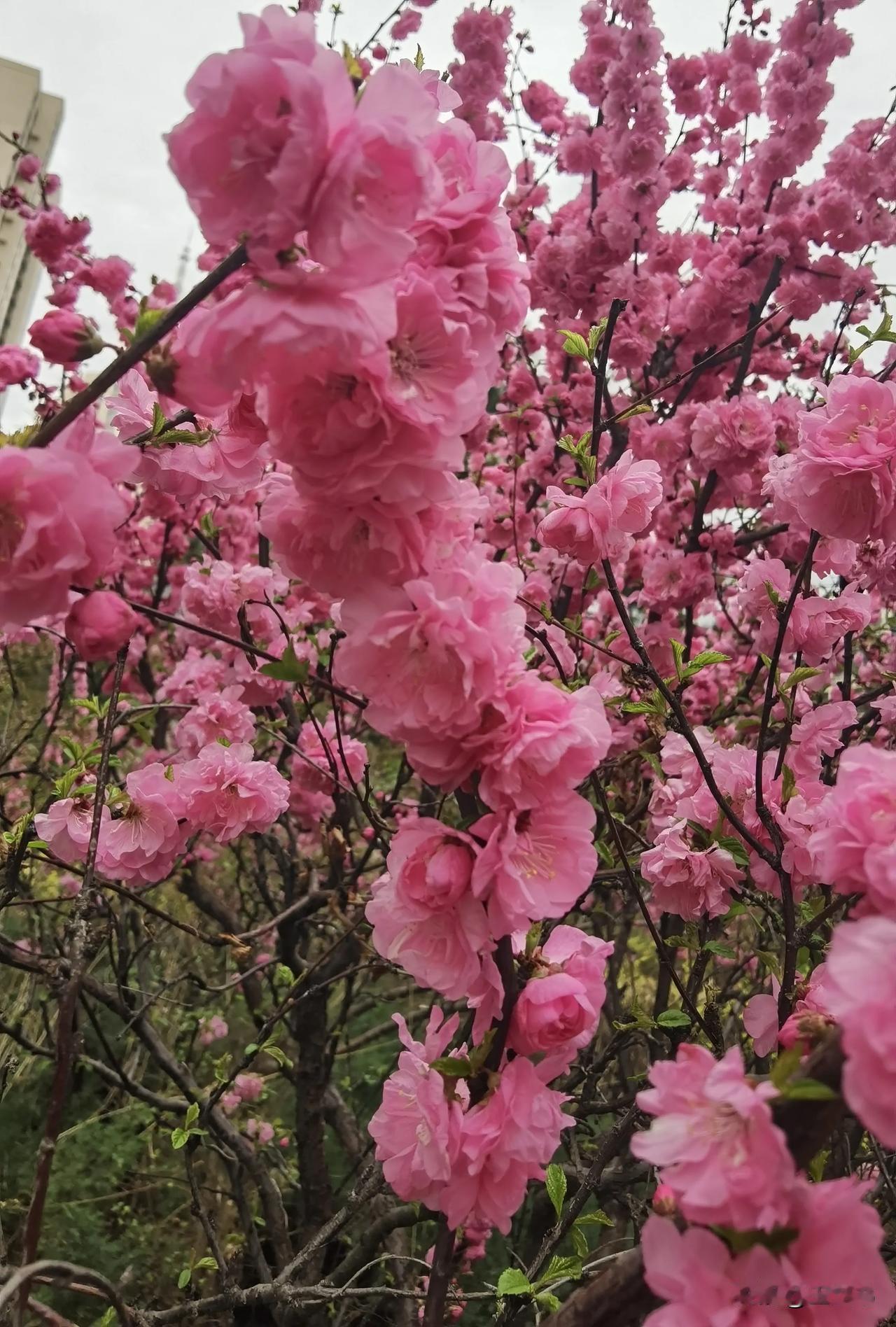 春日生活打卡季生活中的点滴美好，宛如细微却温暖的阳光，悄然洒落在我们的心田。它们