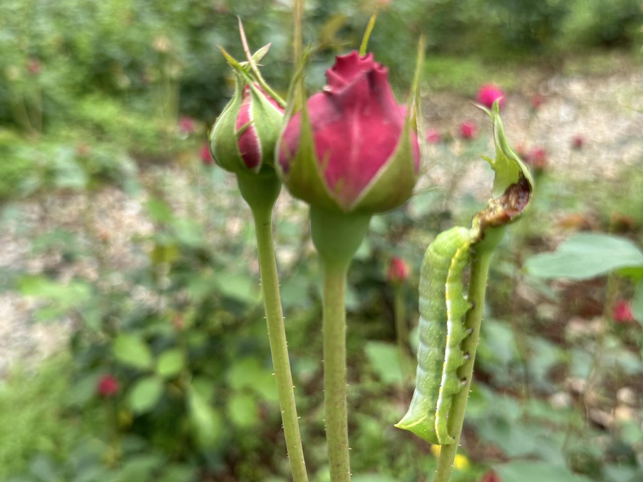 终于把她们约到这儿来赏花了！

一群人，
嘻嘻哈哈一下午，
嗑了一下午的瓜子，
