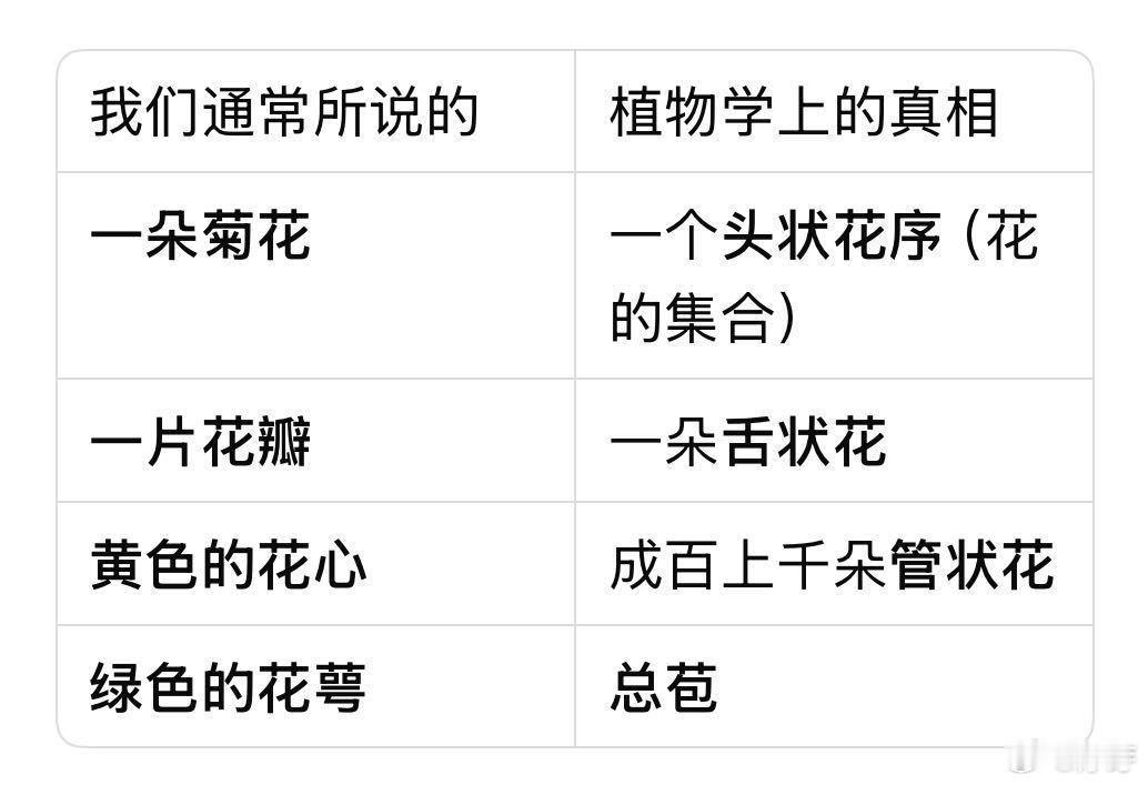 以为一朵花其实是一大家子菊菊花每一片花瓣都是一朵小花 谁懂啊！一直误会菊花是“独