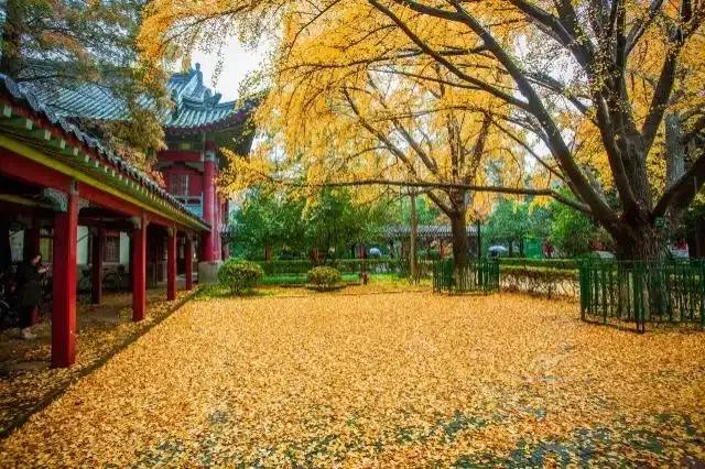 南京师范大学的美不亚于武大！最近参观南京师大，其随园校区的校园是当年金陵女子大学