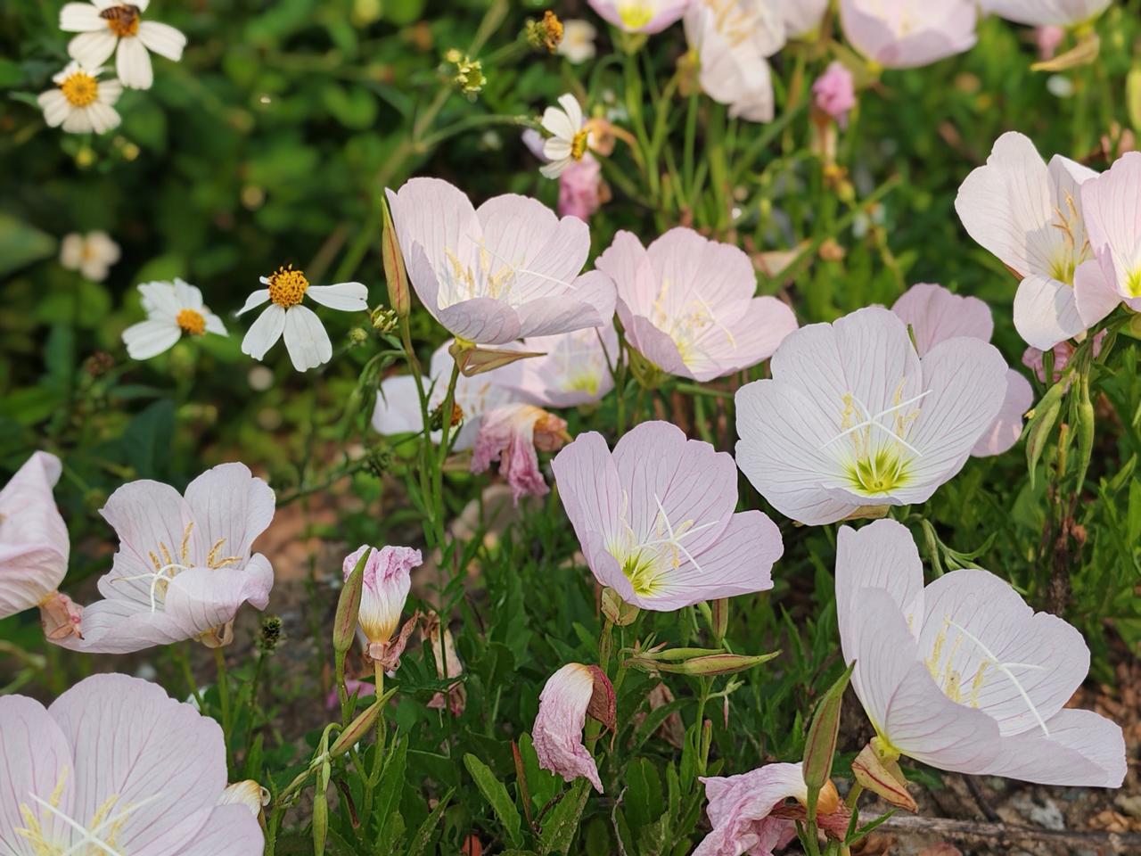 谁有花草照片，可以晒下吗